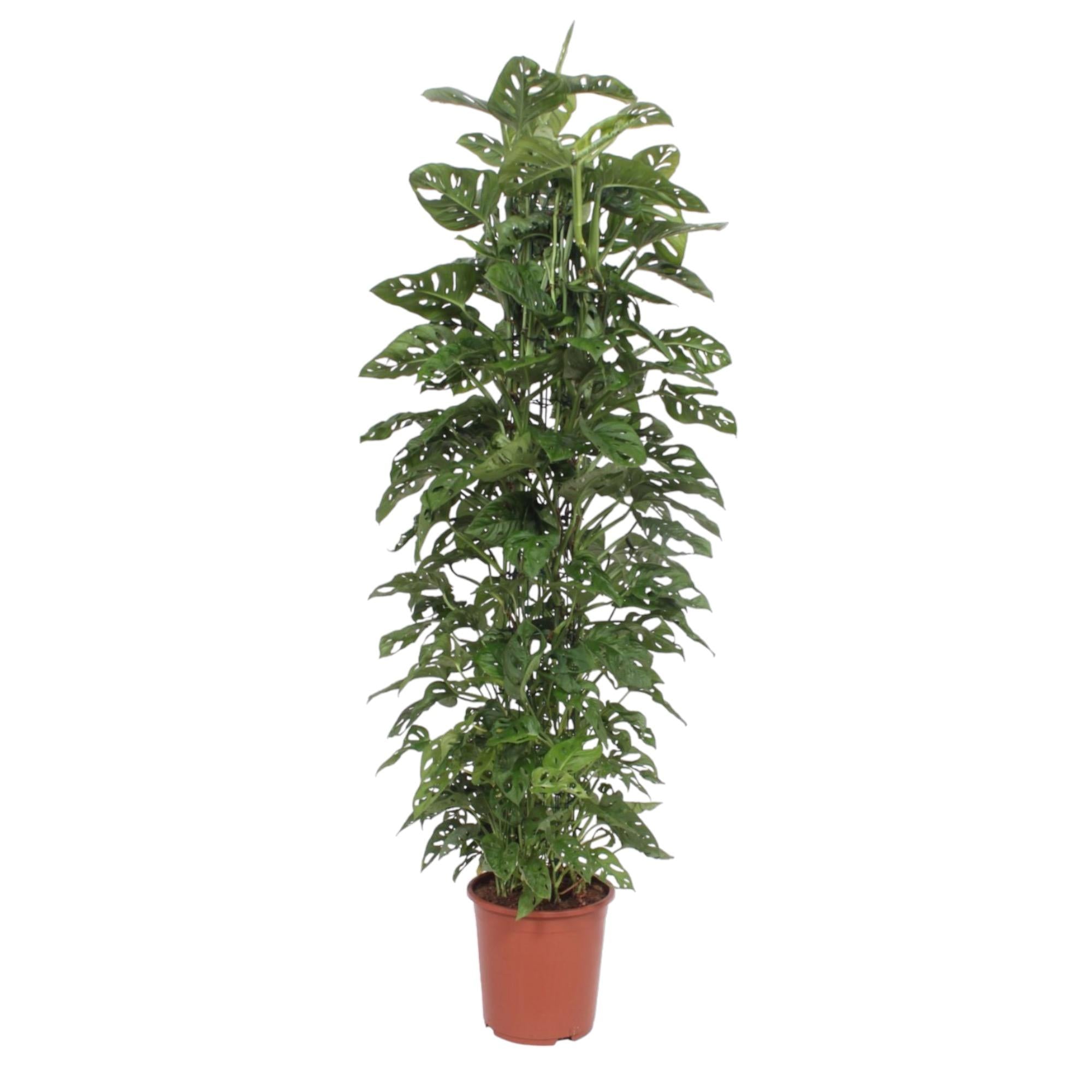 Monstera obliqua ‘Monkey Leaf’ – Exotische Zimmerpflanze