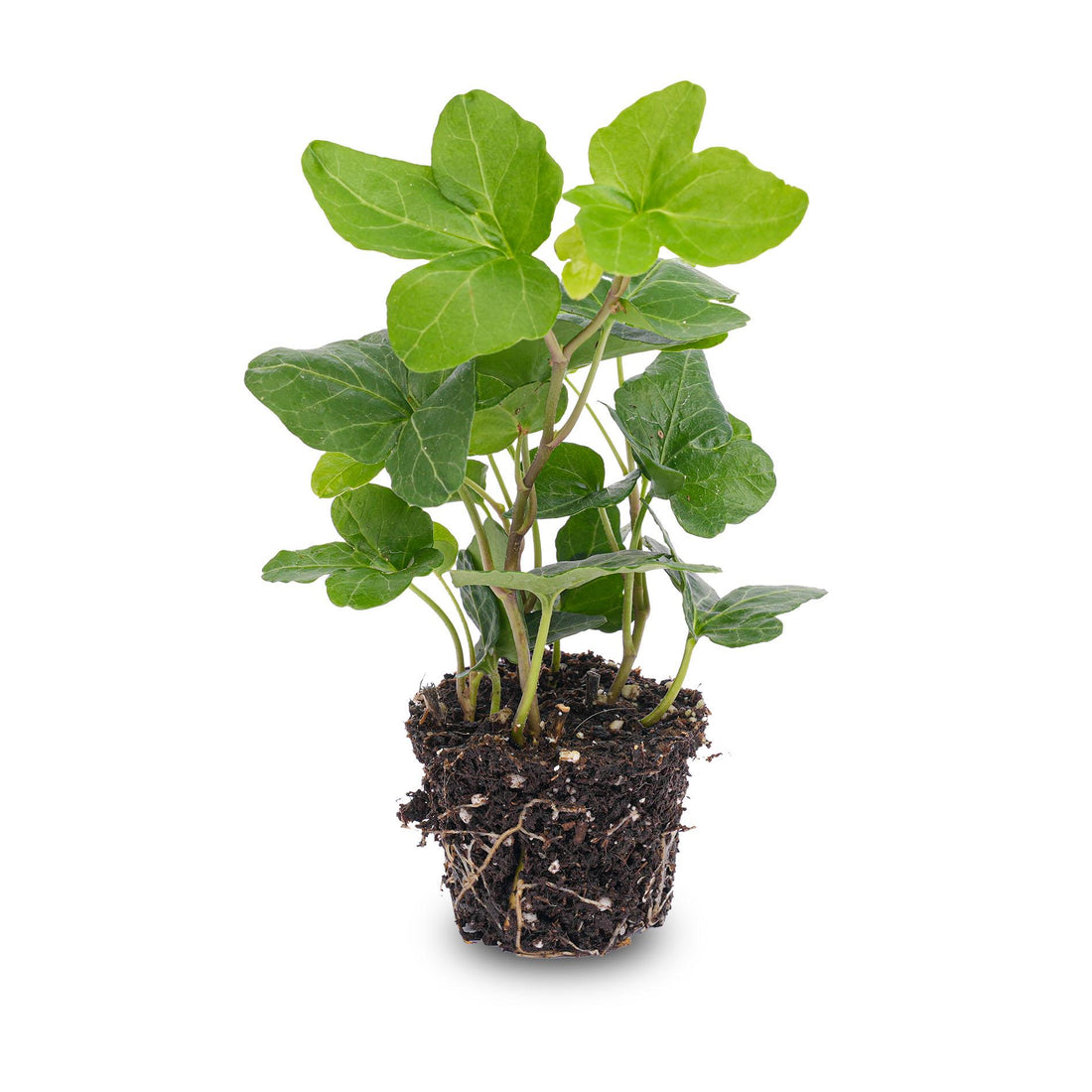 Hedera helix Ø 6 cm Zimmerpflanze &amp; Terrarienpflanze