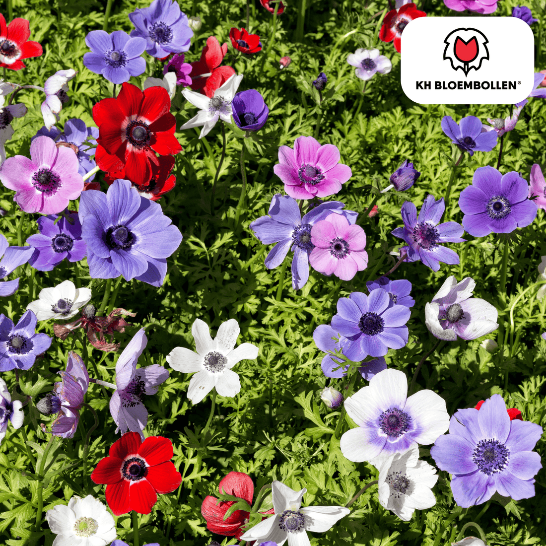 Anemonen einzeln – 30 Stück | Farbenfrohe Frühlingsblüher