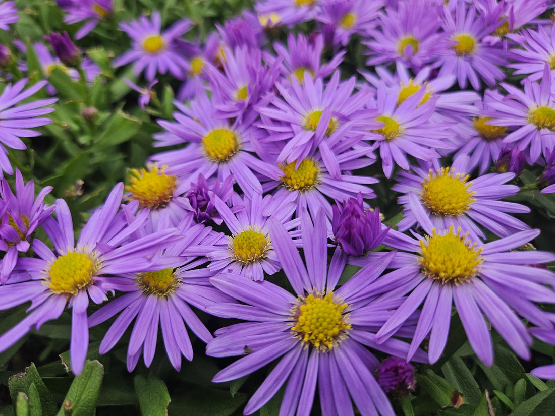 24x Aster dumosus ‘Prof. Anton Kippenberg’ – Herbstblühende Kissen-Aster für Beete &amp; Rabatten – Höhe 10–25 cm – Ø 9 cm