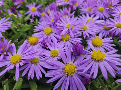24x Aster dumosus ‘Prof. Anton Kippenberg’ – Herbstblühende Kissen-Aster für Beete &amp; Rabatten – Höhe 10–25 cm – Ø 9 cm