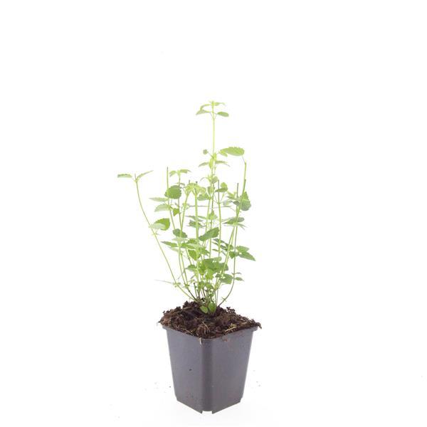 24x Agastache ‘Black Adder’ – Bienenfreundliche Duftnessel für Beete &amp; Rabatten – Höhe 10–25 cm – Ø 9 cm