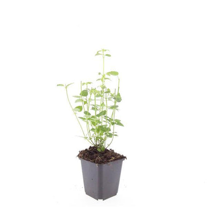 24x Agastache ‘Black Adder’ – Bienenfreundliche Duftnessel für Beete &amp; Rabatten – Höhe 10–25 cm – Ø 9 cm