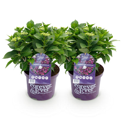 Balkon-Hortensie Forever &amp; Ever Lila – 2 Pflanzen – 7–12 Blüten – Ø23 cm Topf – Höhe ca. 55 cm