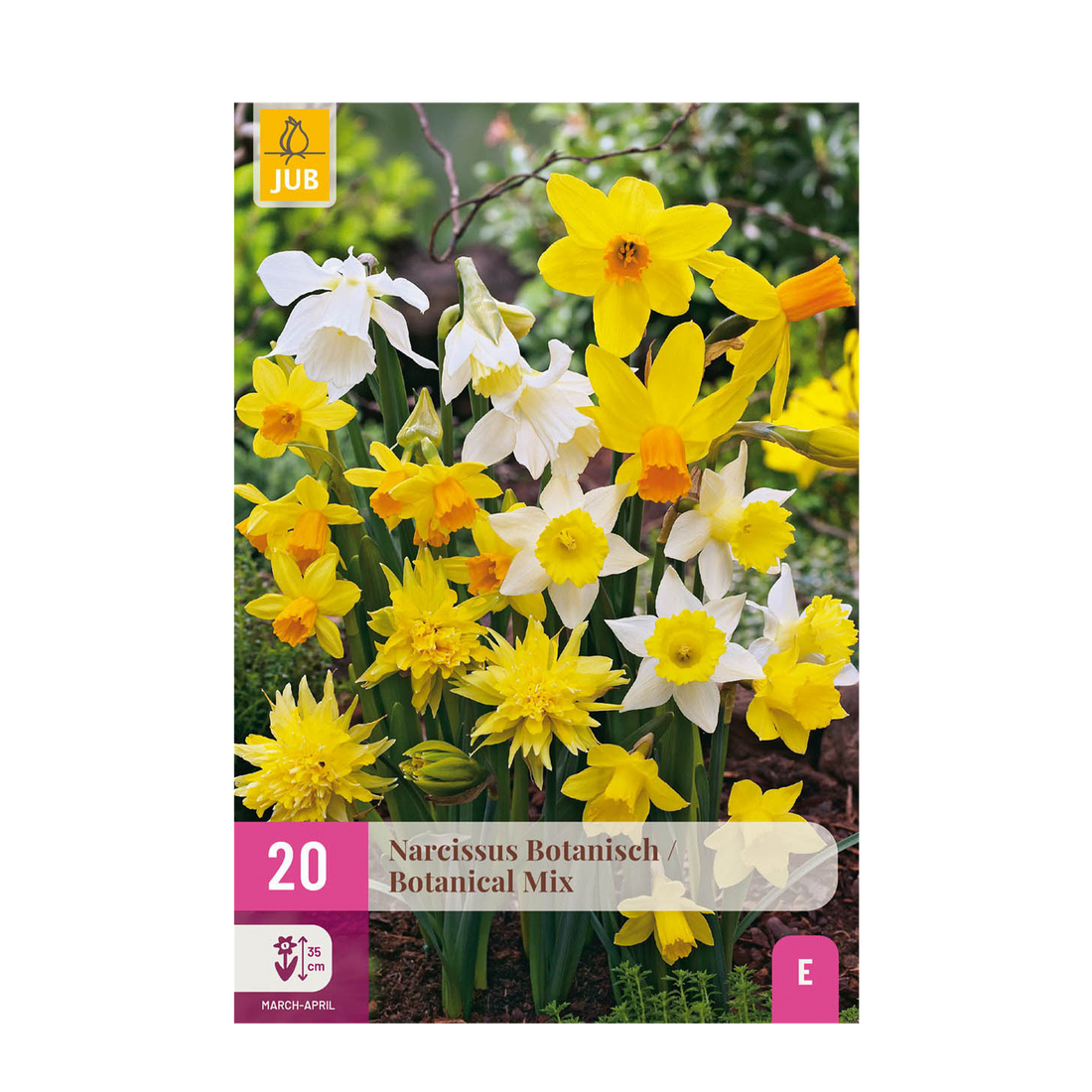 Narzissen Botanical Mix | 20 Stück Gelb &amp; Weiß – Zwiebelgröße 10/12 – XXL Pack