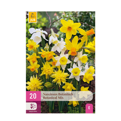Narzissen Botanical Mix | 20 Stück Gelb &amp; Weiß – Zwiebelgröße 10/12 – XXL Pack