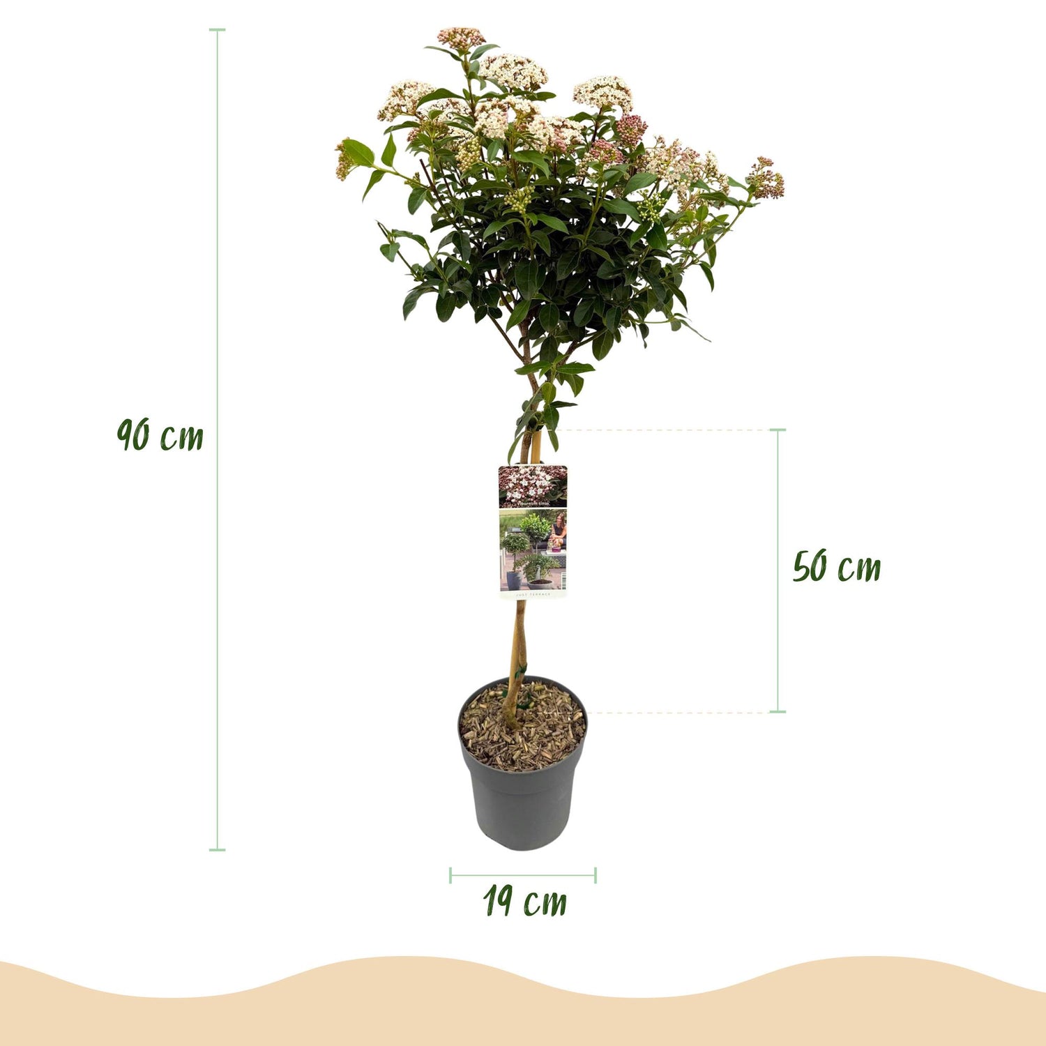 Viburnum tinus Eve Price - Terrassenpflanze - Immergrün - Winterhart - Weiß-Rosa Blüte - Topf 19cm Höhe 90cm
