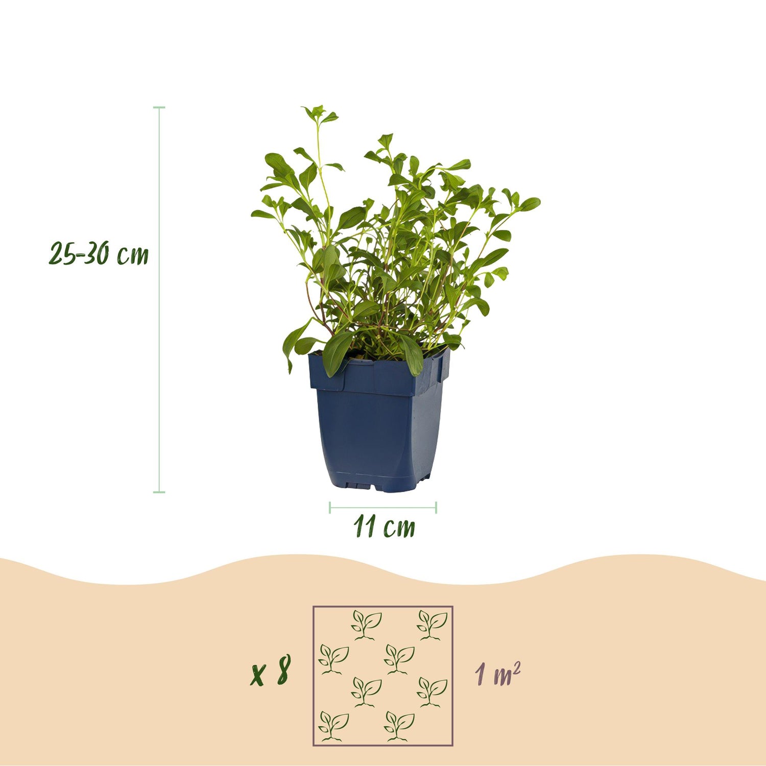 Stauden-Paket Bodendecker – 8 Stauden für 1 m² – Farbenfroh &amp; Pflegeleicht – Ø11 cm Topf
