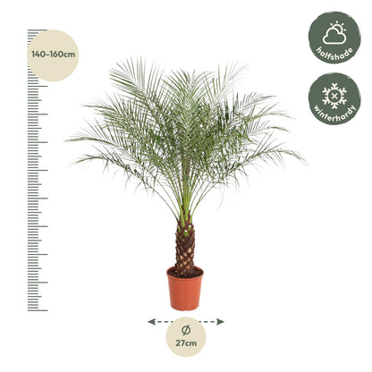 Zwerg-Dattelpalme – Phoenix roebelenii – Elegante Zimmer- &amp; Kübelpflanze – Immergrün
