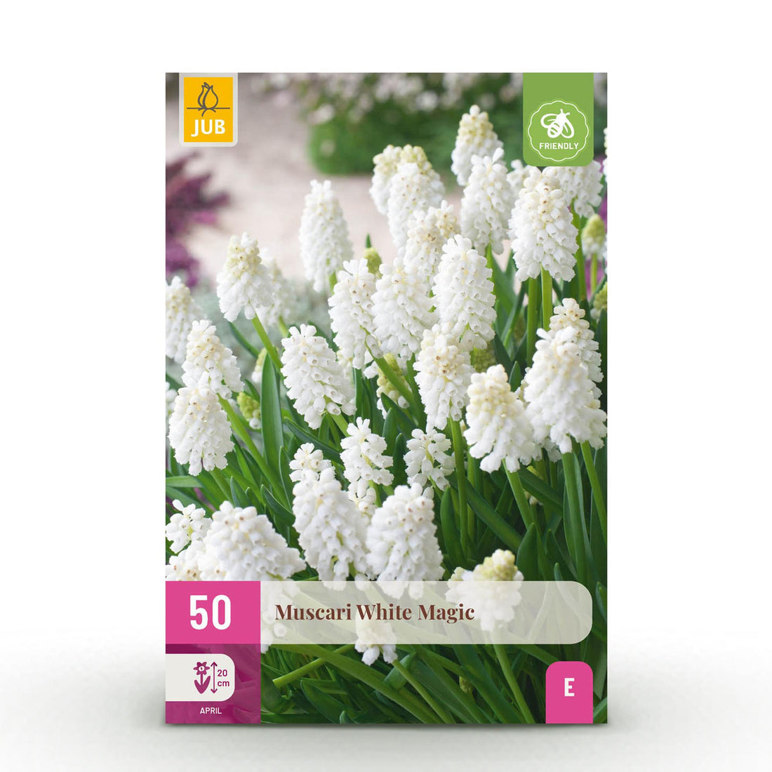 Blumenzwiebeln Muscari White Magic | 50 Stück Weiß – Zwiebelgröße 6/7 – XXL Pack