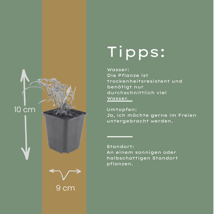 6x Centranthus ruber &