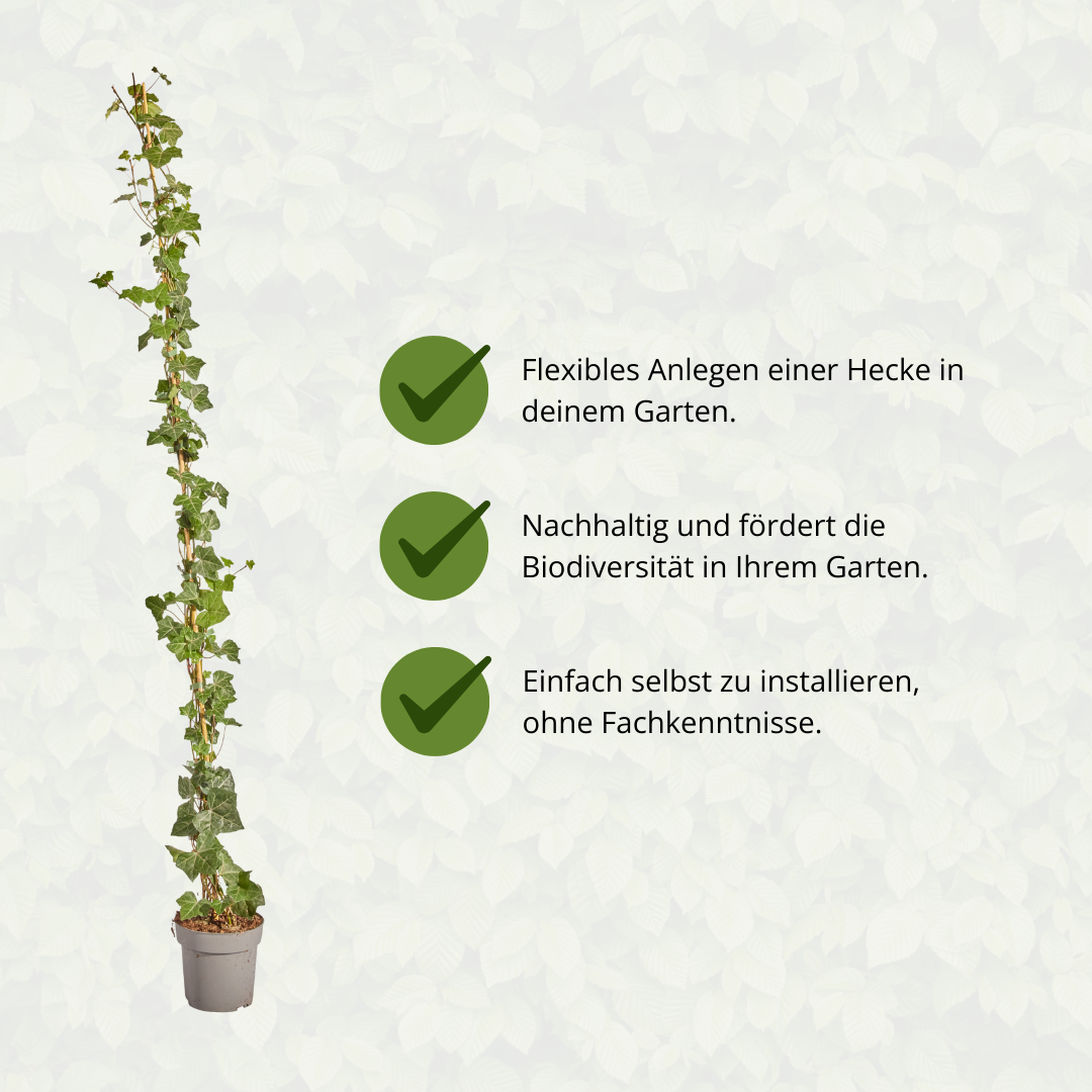 Hedera Hibernica - Efeu - gestäbt - ↨150 - 175 cm