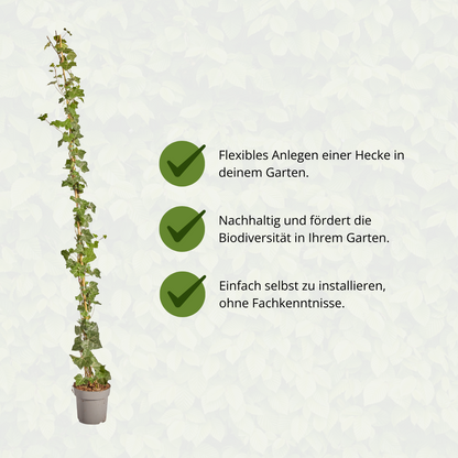Hedera Hibernica - Efeu - gestäbt - ↨150 - 175 cm