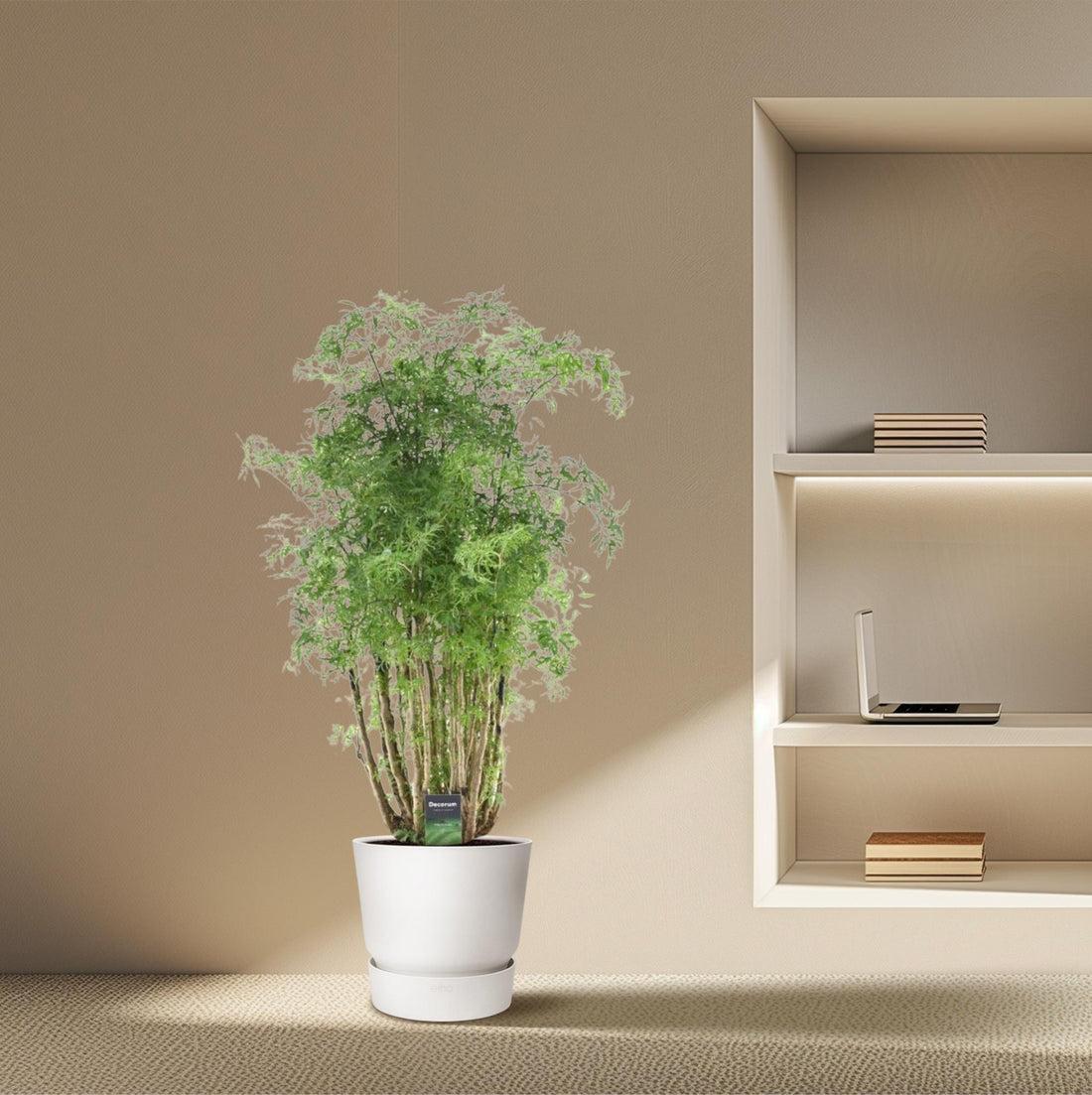 Polyscias Hawaiiana ‘Ming’ 90 cm | Exotische Aralie im Ø24 cm Topf – Immergrün &amp; Pflegeleicht