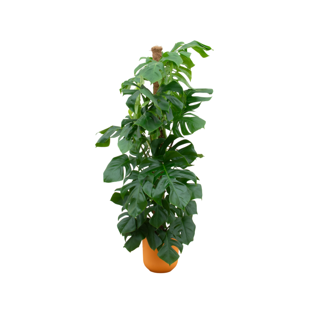 Monstera Pertusum XL mit Topf – Fensterblatt für Innenräume