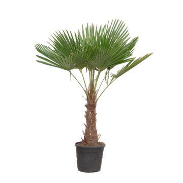 Trachycarpus fortunei – Winterharte Hanfpalme – Verschiedene Größen – Immergrün &amp; Robust