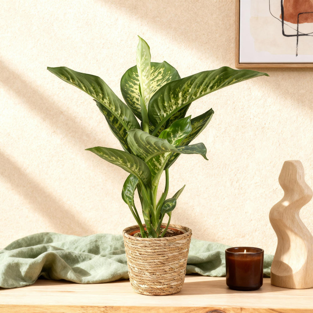Diefenbachia Tropic Snow - Dieffenbachia mit Korb - Höhe 90-100cm