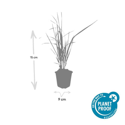 24x Calamagrostis acutiflora ‘Karl Foerster’ – Garten-Reitgras für moderne &amp; naturnahe Gärten – Höhe 10–25 cm – Ø 9 cm