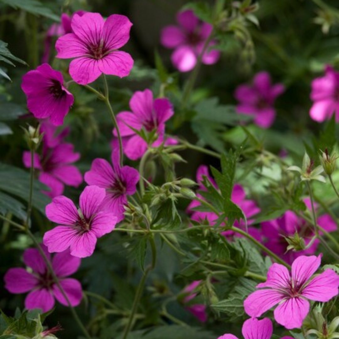 6x Geranium sang. &