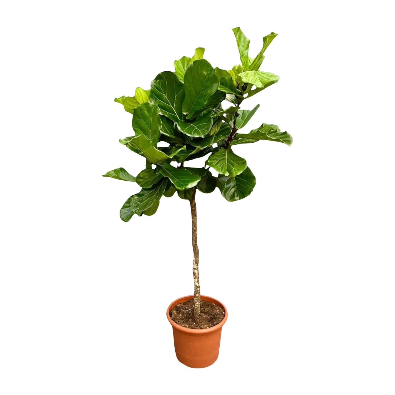 Ficus Lyrata auf Stamm 140 - 270cm kaufen – Elegante Geigenfeige für Innen