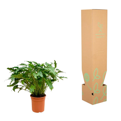 Philodendron Xanadu 80 cm | Tropische Zimmerpflanze im Ø27 cm Topf – Immergrün &amp; Pflegeleicht