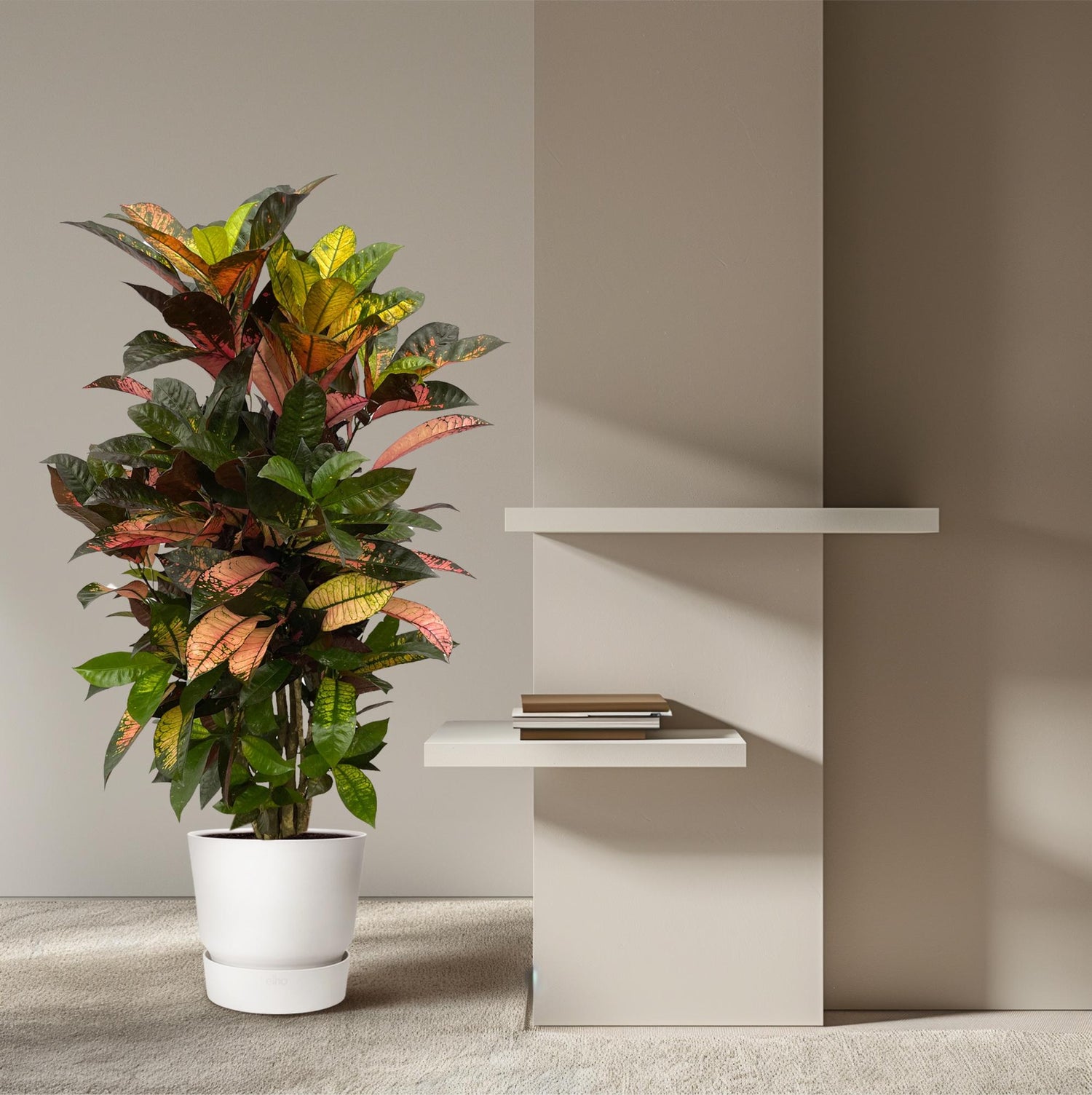 &quot;Wunderstrauch&quot; Codiaeum