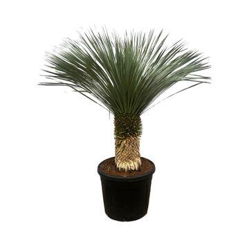 Yucca rostrata – Robuste Palmlilie für Garten &amp; Zuhause