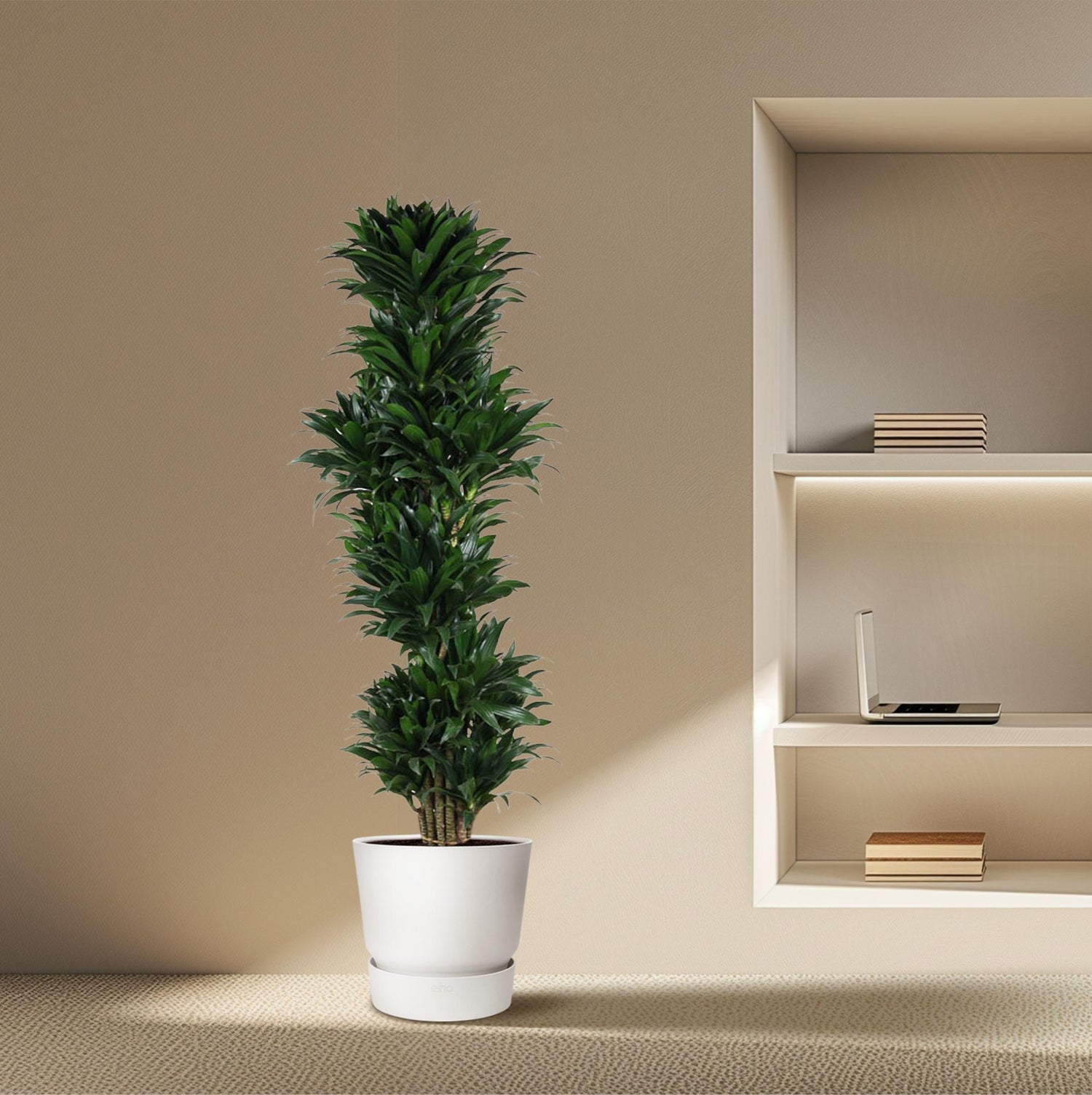 Dracaena Compacta – Pflegeleichte Zimmerpflanze für dein Zuhause