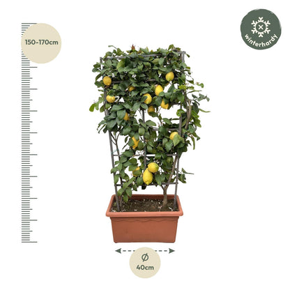 Citrus Lemon Spalier 160 cm | Zitronenbaum im Ø60 cm Topf – Mediterrane Kübelpflanze