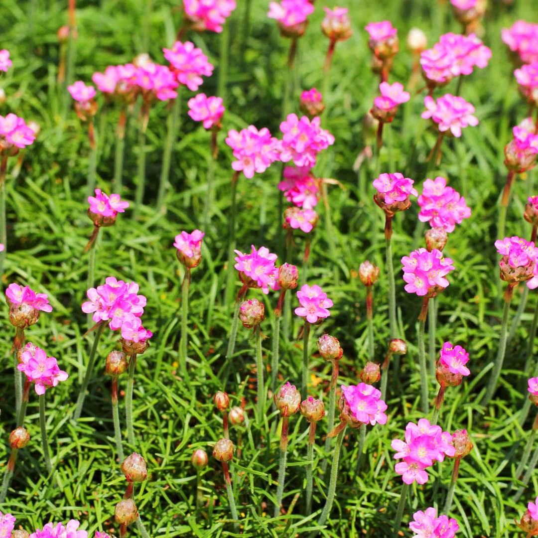 6x Armeria m. &