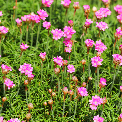 6x Armeria m. &