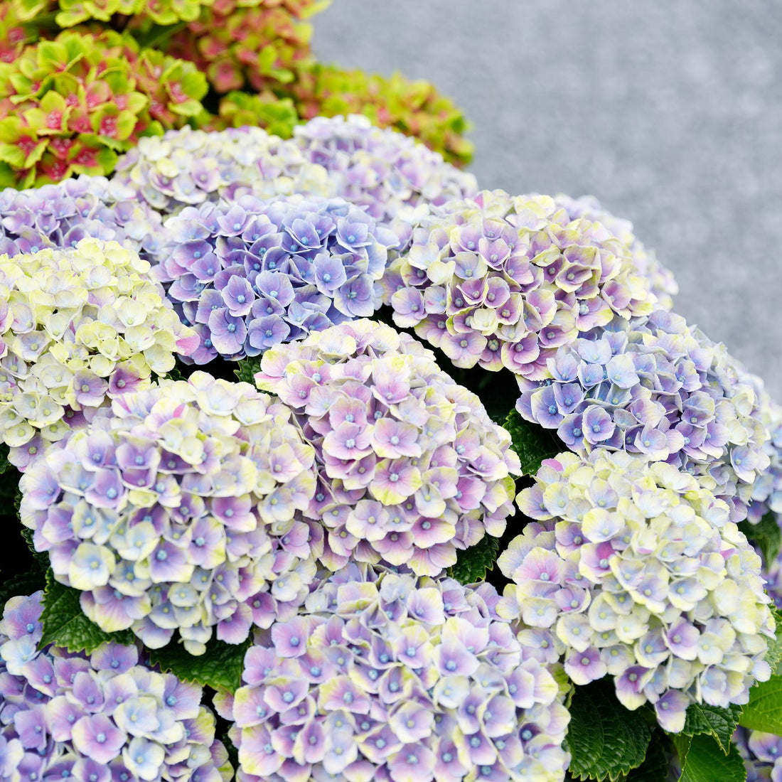 Balkon-Hortensie Blau – 2 Pflanzen – 6–10 Blüten – Ø23 cm Topf – Höhe ca. 55 cm