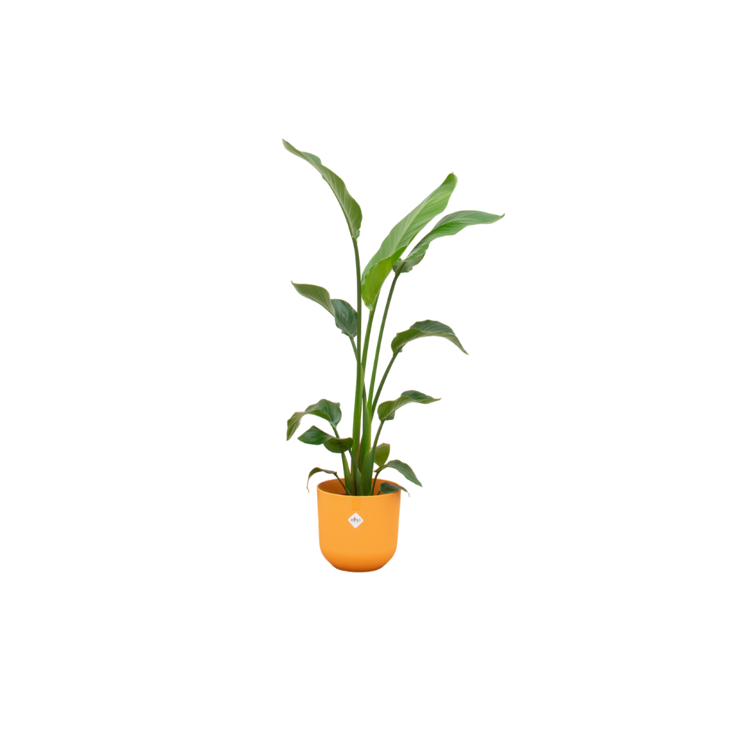 Strelitzia Nicolai 120cm mit Topf – Weißer Paradiesvogel für Ihr Zuhause