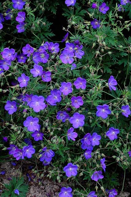 24x Blauer Storchschnabel für Beete &amp; Flächen – Höhe 10–25 cm – Ø 9 cm Topf