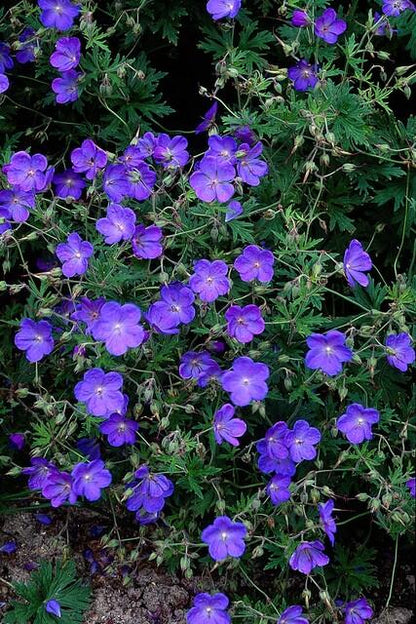 24x Blauer Storchschnabel für Beete &amp; Flächen – Höhe 10–25 cm – Ø 9 cm Topf