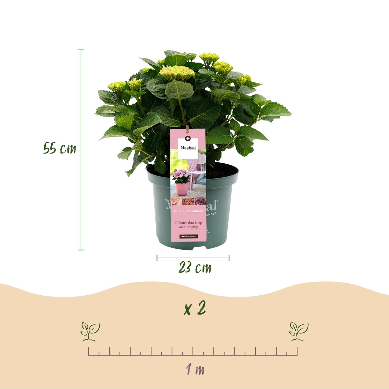 Hortensie Magical Revolution Pink - Pink - 6-10 Blumen - Topf 23cm Höhe 55cm