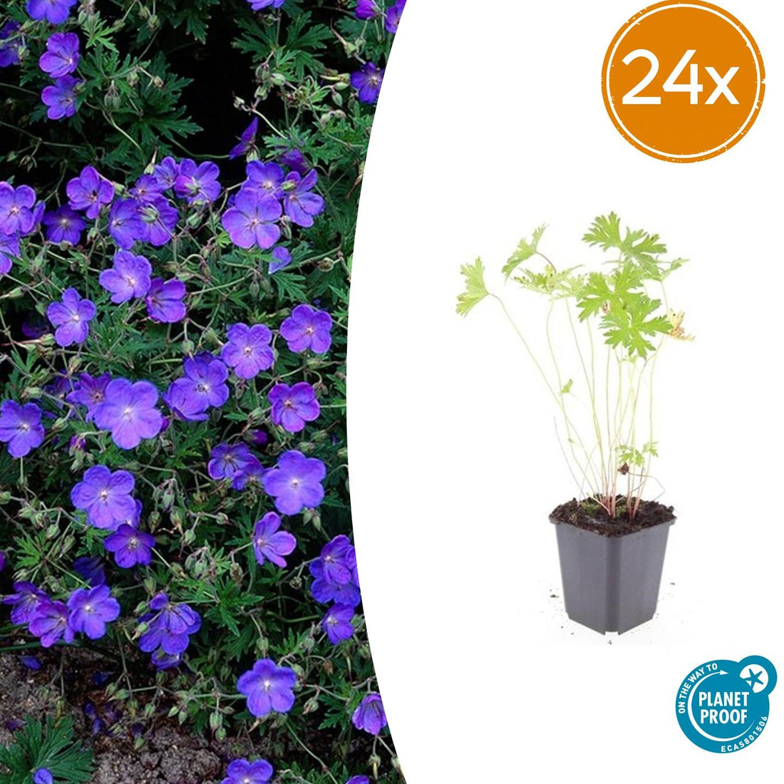 24x Blauer Storchschnabel für Beete &amp; Flächen – Höhe 10–25 cm – Ø 9 cm Topf
