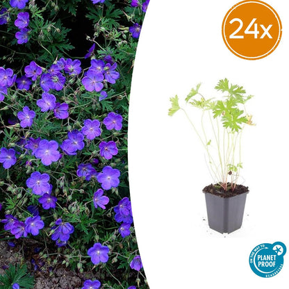 24x Blauer Storchschnabel für Beete &amp; Flächen – Höhe 10–25 cm – Ø 9 cm Topf