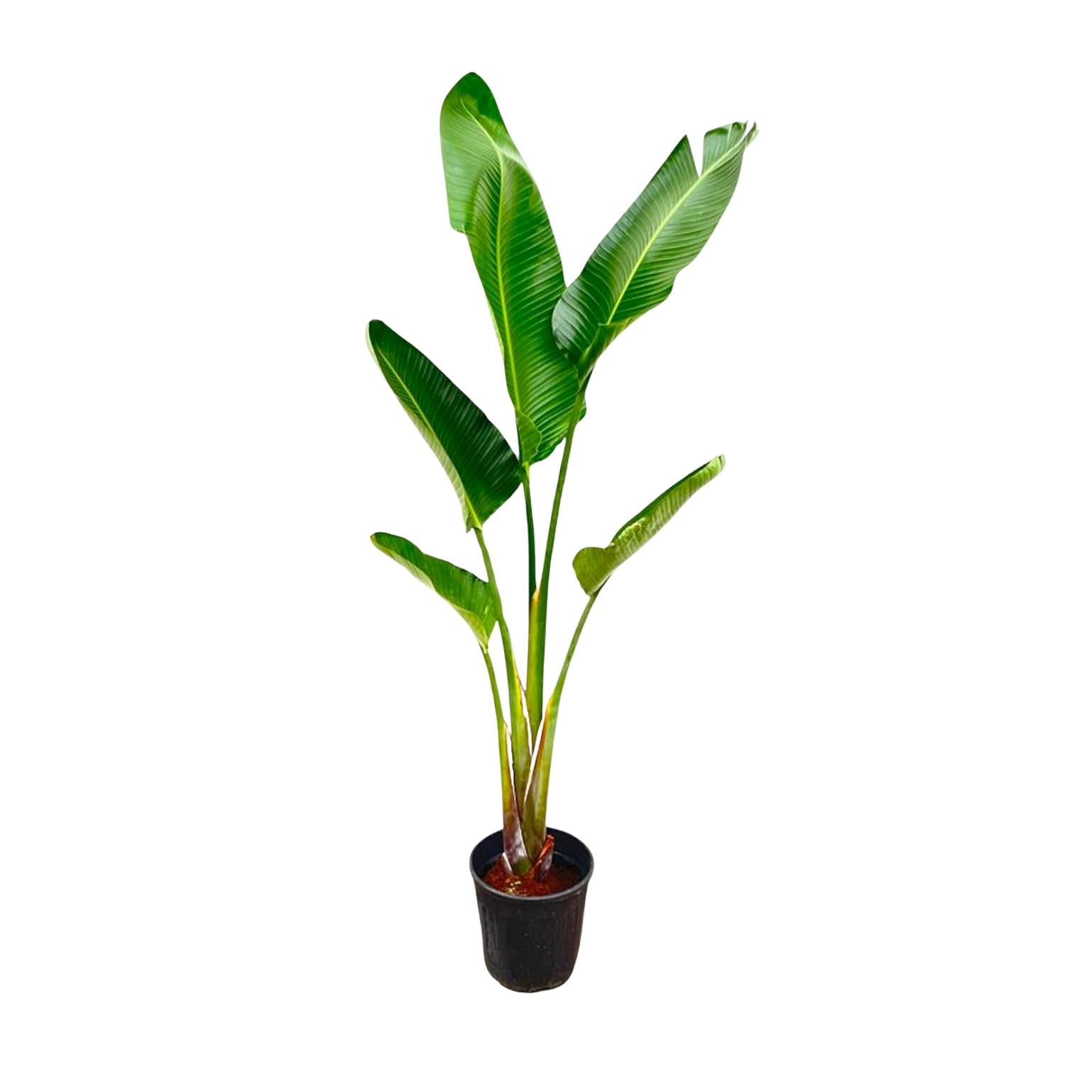 Strelitzia Augusta XL-XXXL – Exotischer Weißer Paradiesvogel