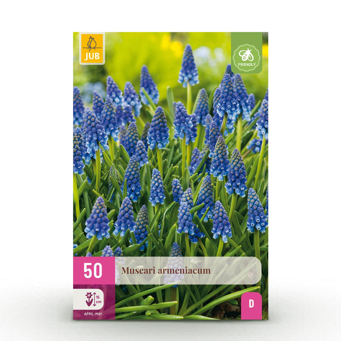 Blumenzwiebeln Muscari Armeniacum | 50 Stück Blau – Zwiebelgröße 8/9 – XXL Pack