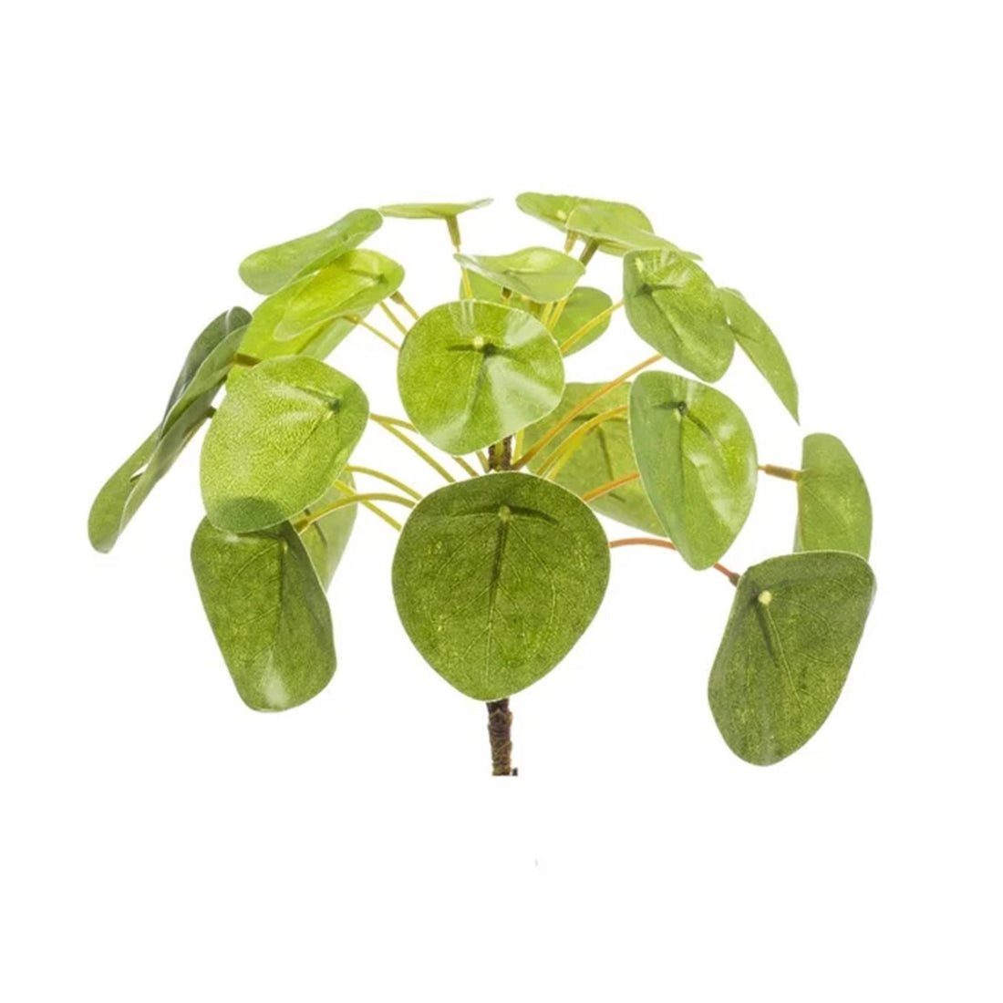Pilea mini bush – Kompakte Ufopflanze im Ø 13 cm Topf – Pflegeleichte Zimmerpflanze