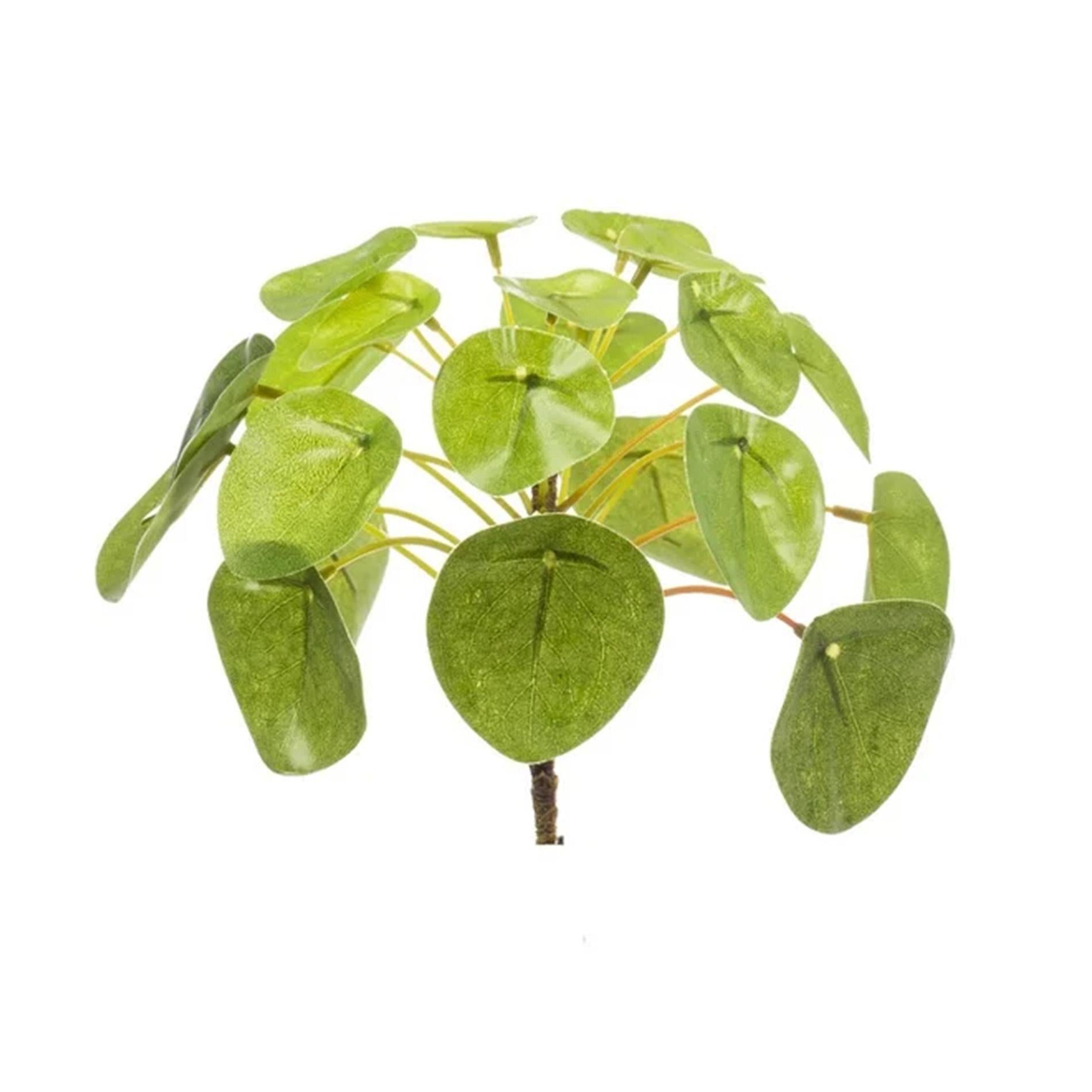 Pilea mini bush – Kompakte Ufopflanze im Ø 13 cm Topf – Pflegeleichte Zimmerpflanze
