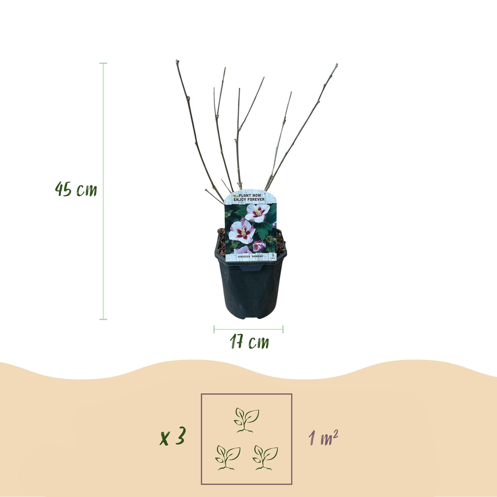 Hibiscus syriacus Hamabo - Blüte Hellrosa - 1 Pflanze - Laubabwerfend - Wenig Pflege - Topf 17cm Höhe 45cm