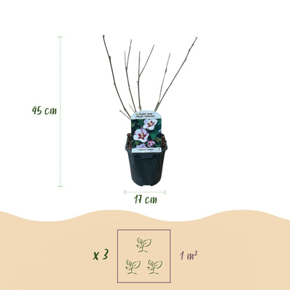 Hibiscus syriacus Hamabo - Blüte Hellrosa - 1 Pflanze - Laubabwerfend - Wenig Pflege - Topf 17cm Höhe 45cm