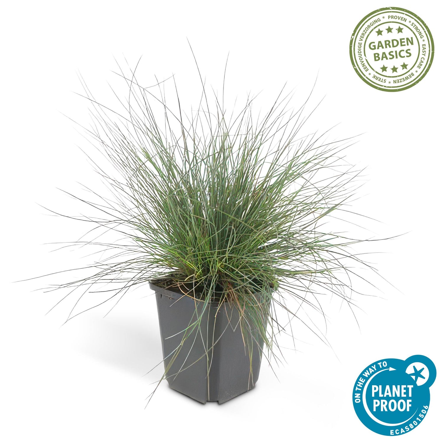 24x Festuca glauca ‘Elijah Bleu’ – Blauschwingel für Beete, Steingärten &amp; Rabatten – Höhe 10–25 cm – Ø 9 cm