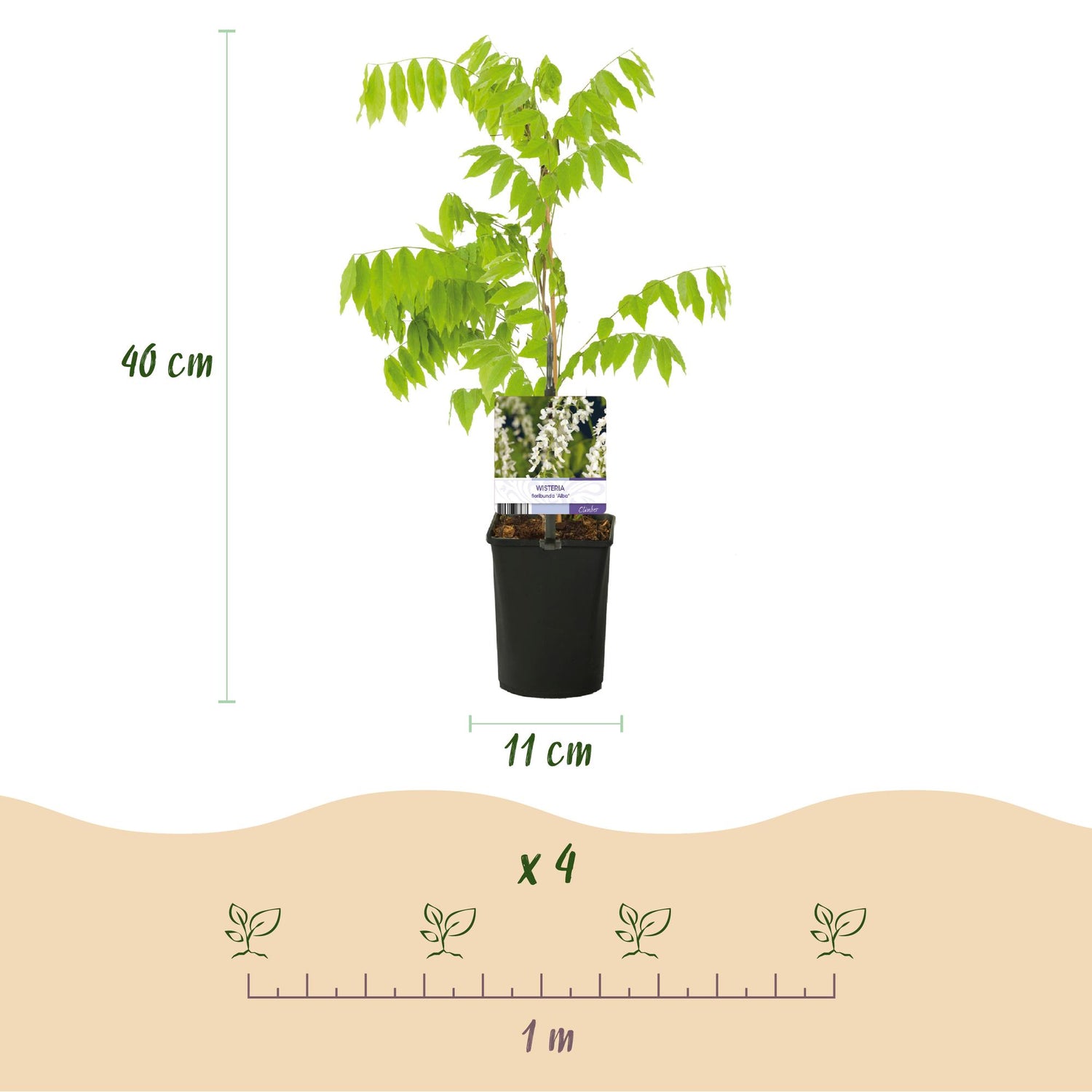 Blauregen Wisteria floribunda Tricolour | 3 Pflanzen Blau, Rosa &amp; Weiß – Kletterpflanze