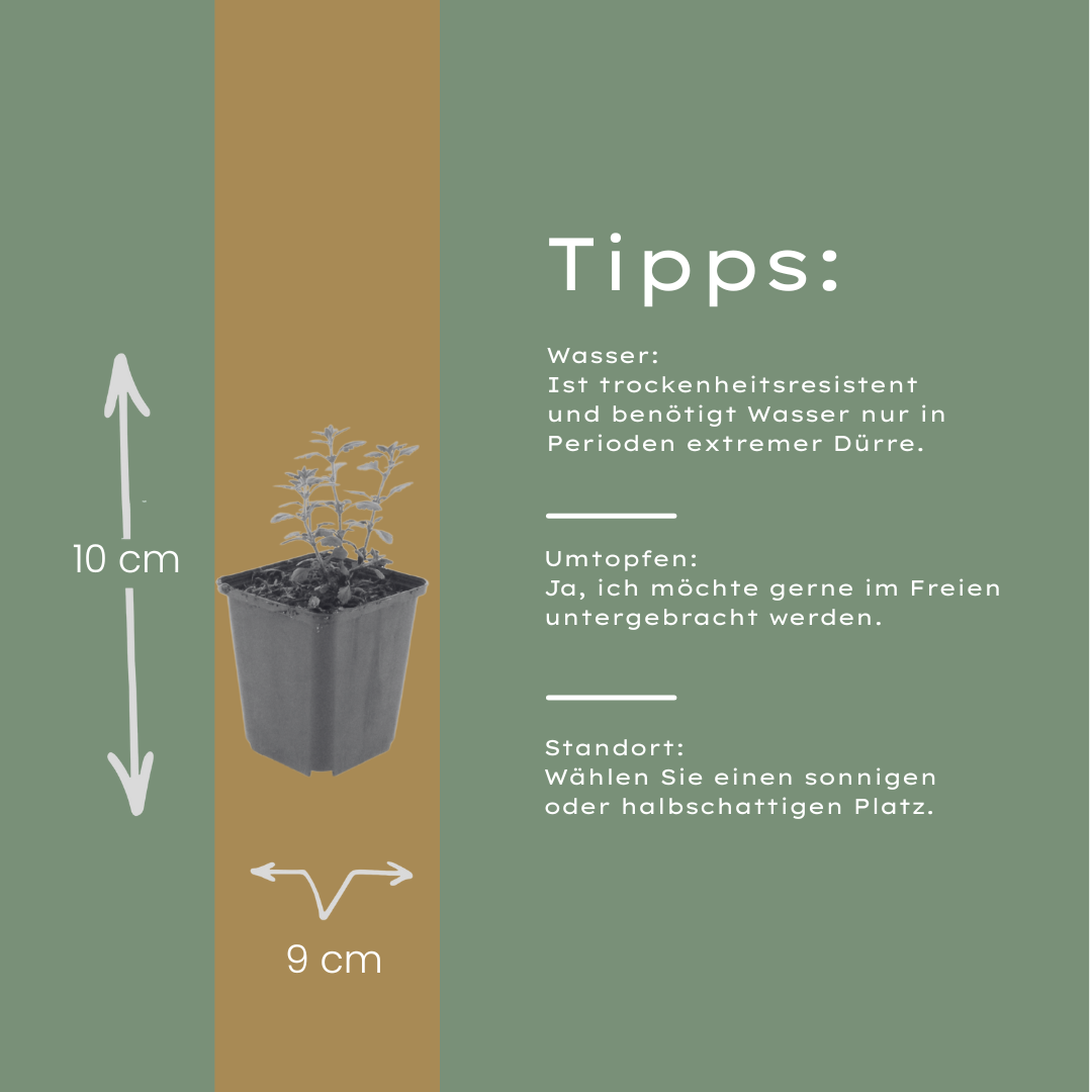 6x Teucrium lucidrys - ↕10-25cm - Ø9cm