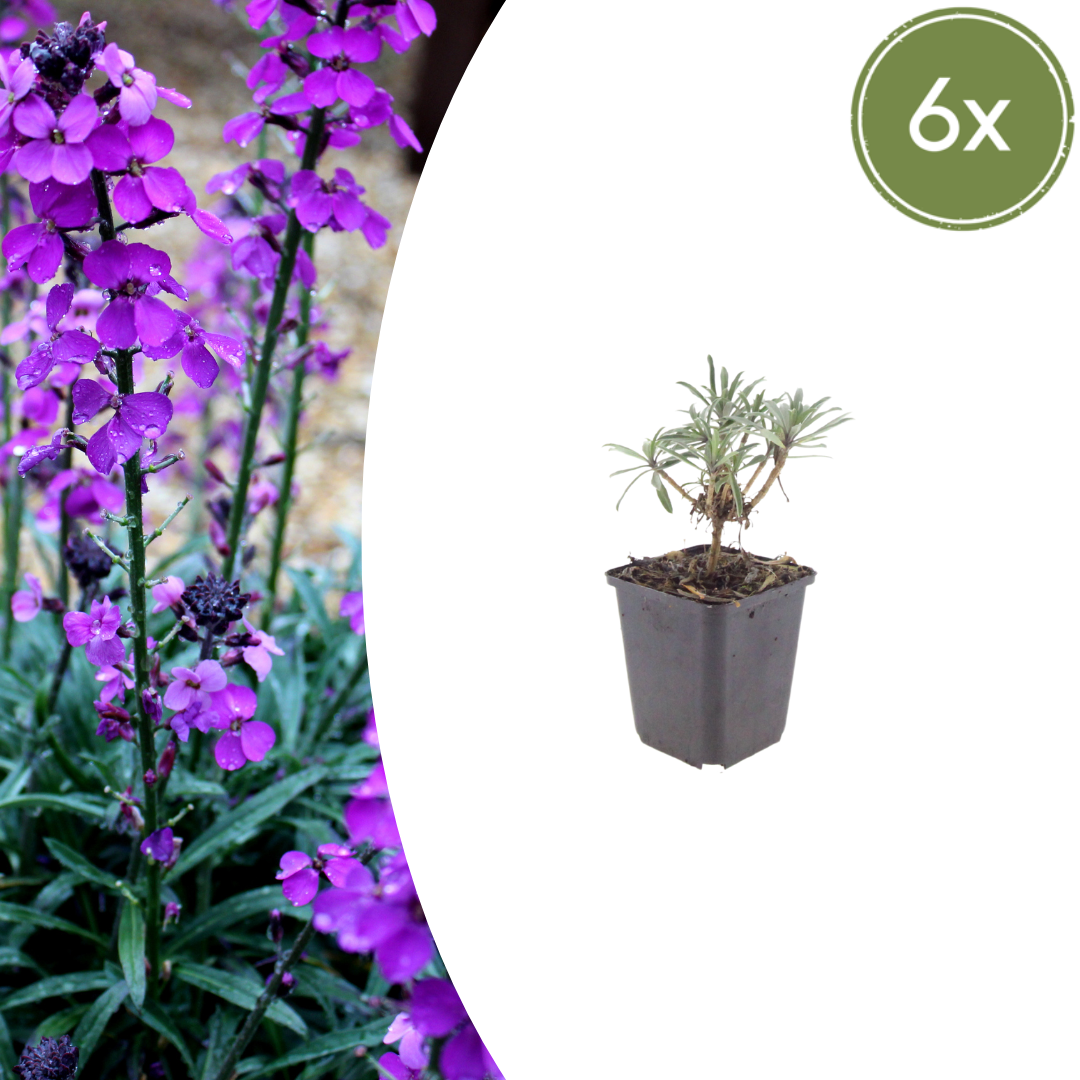 6x Erysimum &