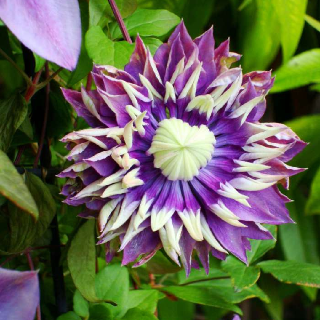 Waldrebe – Clematis &