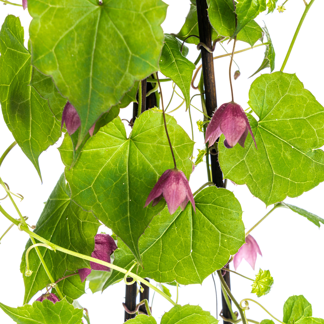 4x Purpur-Glockenwinde Rhodochiton Purple Bells Ø13 cm - ↕60 cm